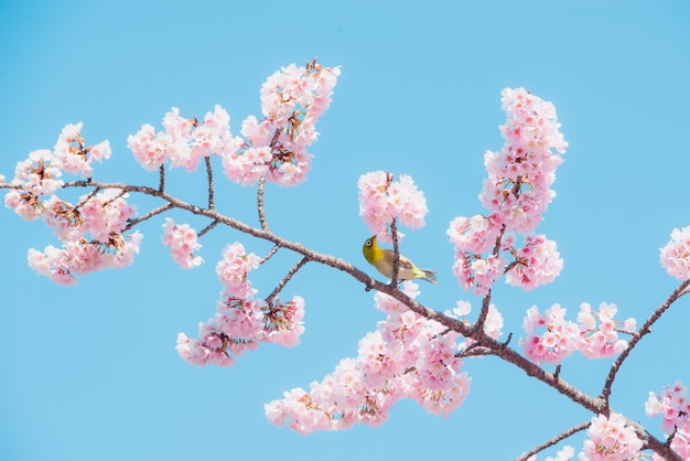 Sakura and bird,pink cherry blossom in Japan on spring season.