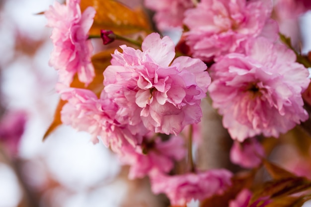 Sakura blooming branch closeup with copy-space