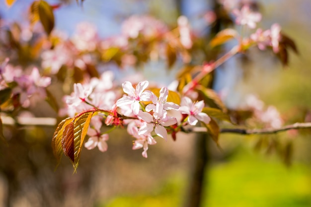 Sakura blossom branch under Sakura tree shade behind sunlight ray and blue sky in wall.magnificent cherry blossom.Cherry flowers blooming. Beautiful pink blossom.