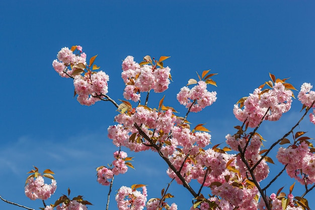 sakura blossom sakura branches against the blue sky closeup