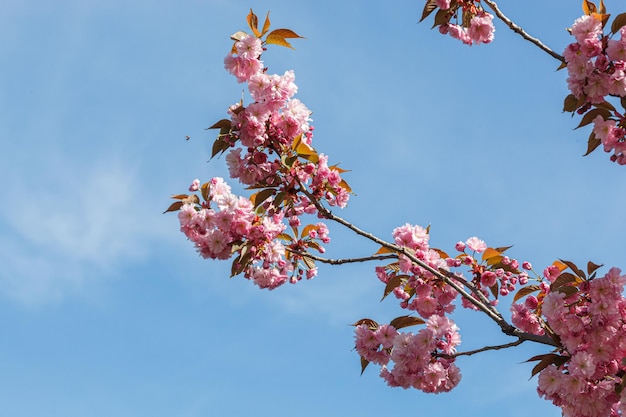 Sakura blossom sakura branches against the blue sky closeup