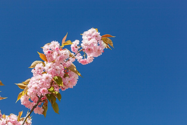 Sakura blossom sakura branches against the blue sky closeup