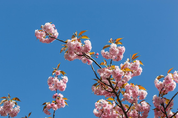 Sakura blossom sakura branches against the blue sky closeup