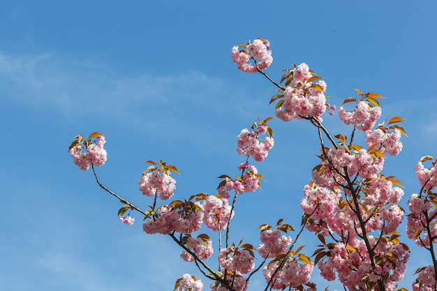 sakura blossom sakura branches against the blue sky closeup