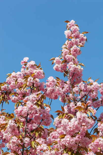 sakura blossom sakura branches against the blue sky closeup