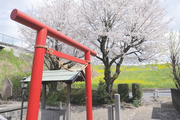 Sakura blossom with shrine in Japan