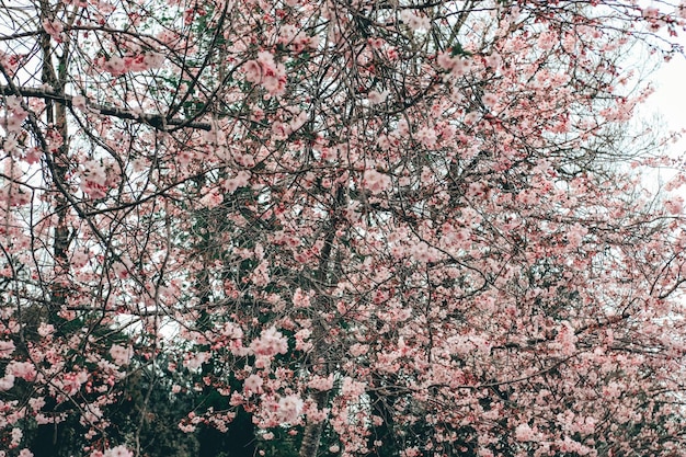 Sakura blossom