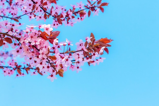 Sakura blossoms Branch of sakura with pink flowers against the background of blue sky and sunny weather