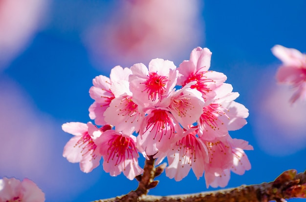 Sakura blue background Angkhang Chiang Mai Thailand