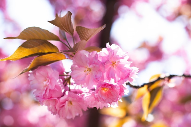 Sakura branch blooms