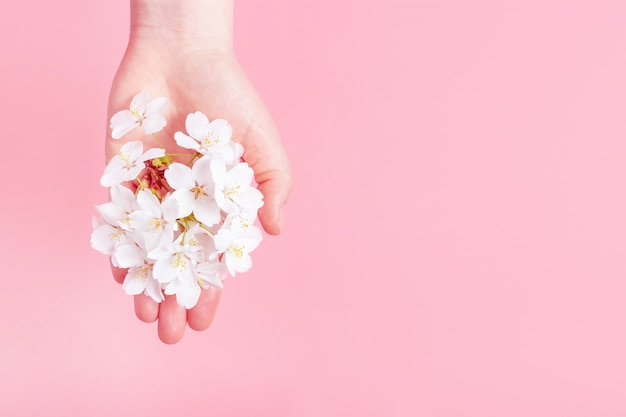 Sakura branch in female hand on pink background