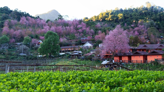 Sakura or cherry blossom at Doi Ang Khang in Chiang Mai Thailand