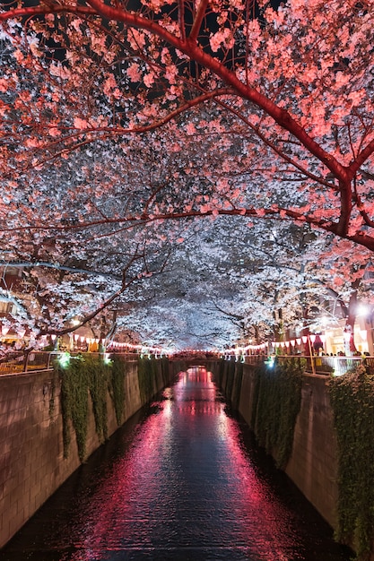 Photo sakura, cherry blossom flower with light at night in meguro river, tokyo, japan