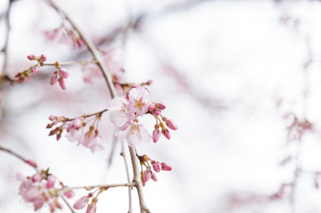 Sakura or Cherry Blossom or Japanese Cherry flower Order name is Rosales, Family is Rosaceae blooming in the garden.