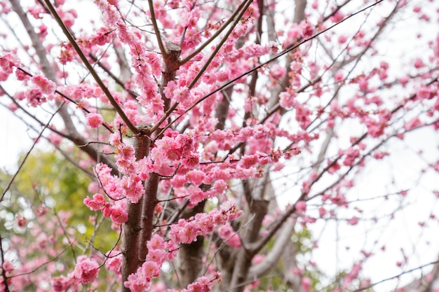 Sakura or Cherry Blossom or Japanese Cherry flower Order name is Rosales, Family is Rosaceae blooming in the garden.