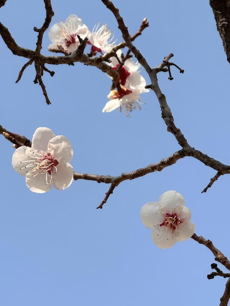 Sakura cherry blossoms background Beautiful nature scene with blooming tree