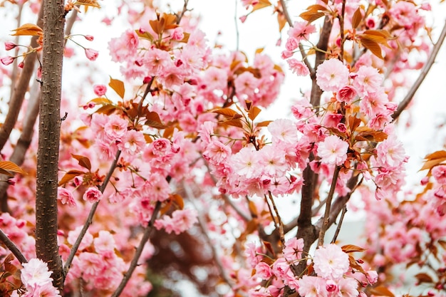 Sakura cherry blossoms blooming flowers in the garden park in early spring. Hanami celebration