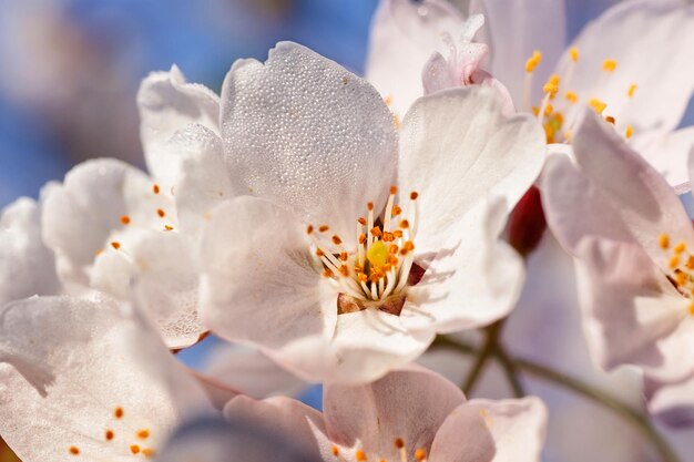 Sakura or cherry tree flowers blossom in spring on natural blue background. With drops of dew water on the petals