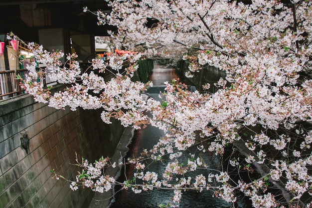 Sakura Festival