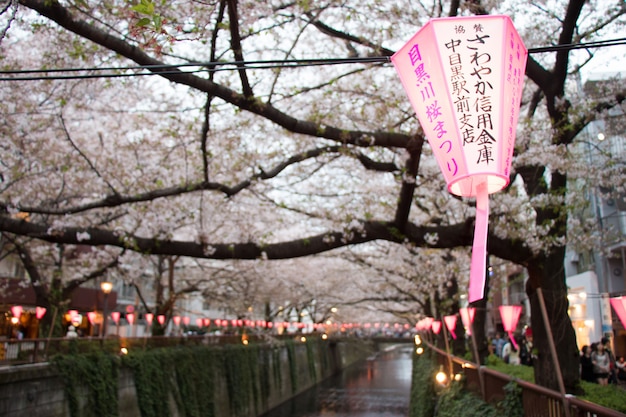 Sakura Festival