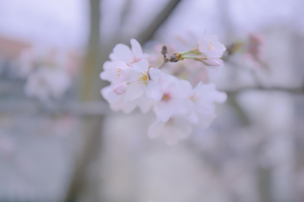 Sakura flower are beginning to bloom