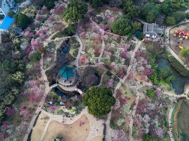 Sakura flower Cherry Blossom Festival in spring at Yeouido park South Korea on April 13 2017