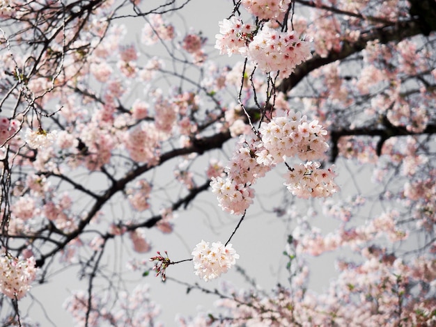 Sakura flower or cherry blossom full bloom