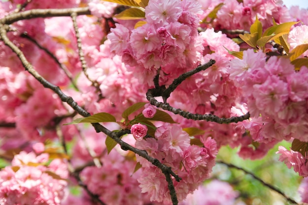 Sakura Flower