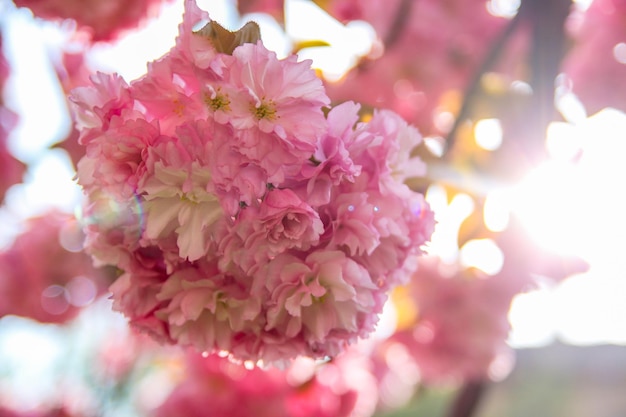 Sakura Flower