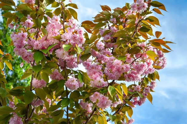 Sakura flowers against the blue sky Branches of Japanese cherry with beautiful delicate pink flowers