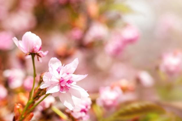 Sakura flowers bloom in the garden on a blurred background with gentle bokeh Copyspace