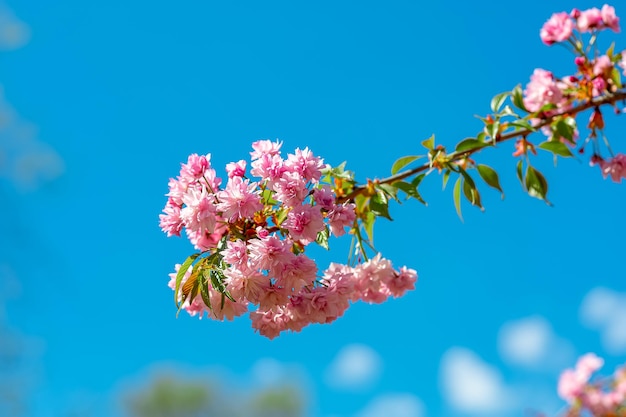 Sakura flowers bloom on twigs in spring in a park against a blue sky under the rays of the sun