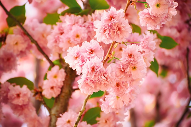 Sakura flowers blooming