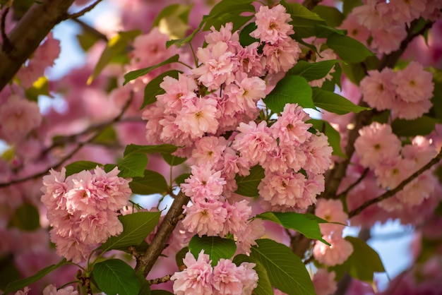 Sakura flowers blooming