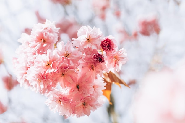 Sakura flowers cherry blossom