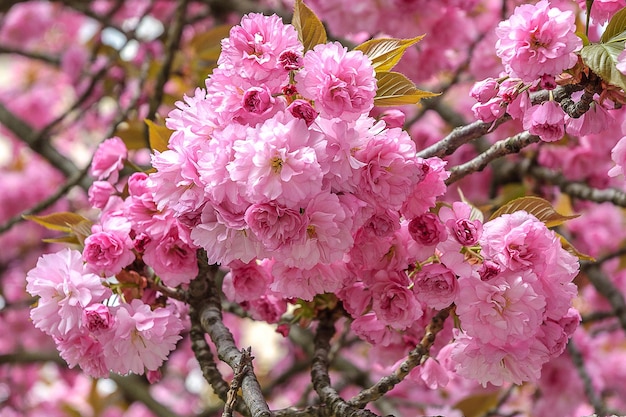 Sakura flowers Japanese cherry blossoms in spring in pink Beautiful floral background