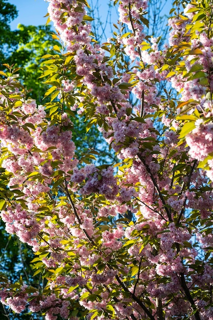 Sakura garden sakura trees cherry blossom