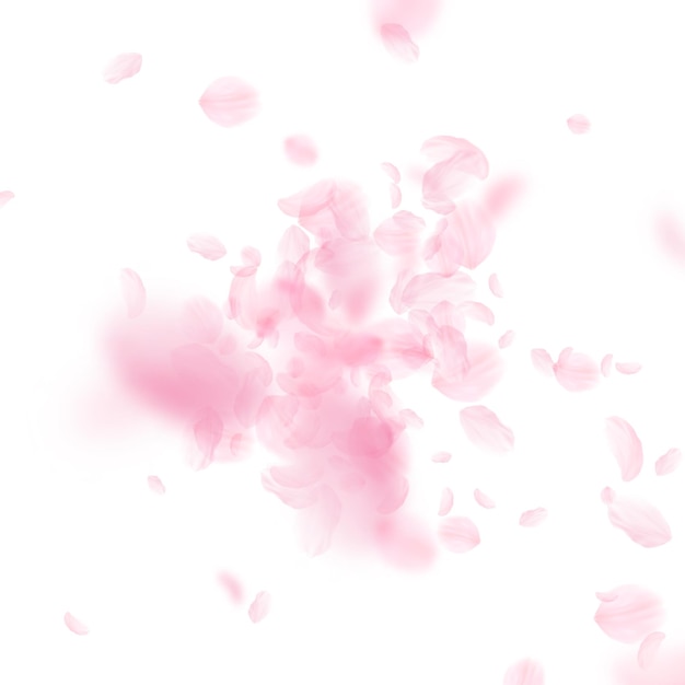 Sakura petals falling down Romantic pink flowers explosion Flying petals on white square background Love romance concept Exquisite wedding invitation