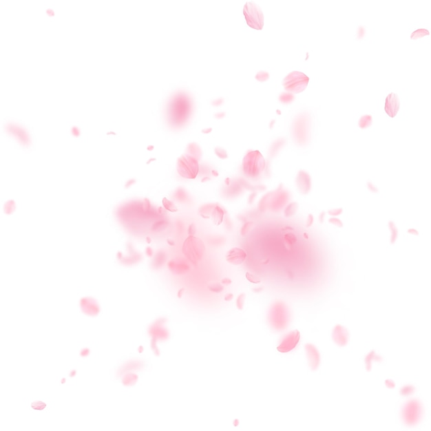 Sakura petals falling down Romantic pink flowers explosion Flying petals on white square background Love romance concept Extraordinary wedding invitation