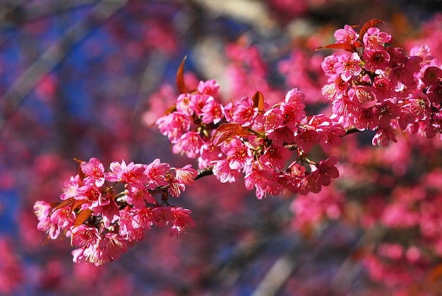 Sakura pink cherry blossom flower