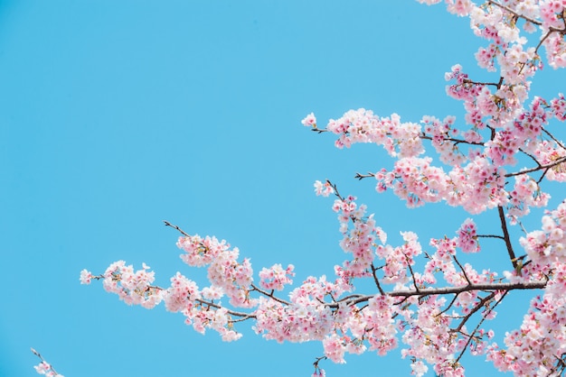 Sakura,pink cherry blossom in Japan on spring season.