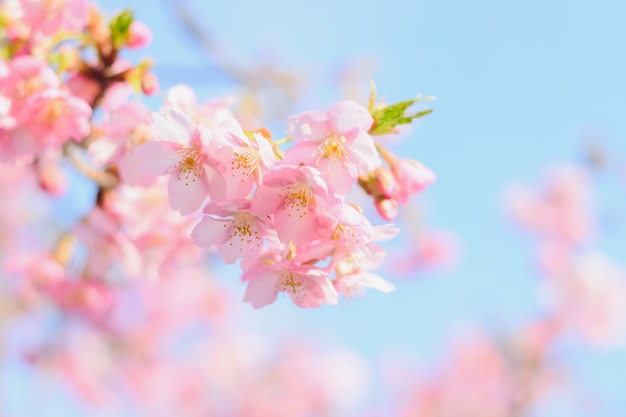 Sakura,pink cherry blossom in Japan on spring season.