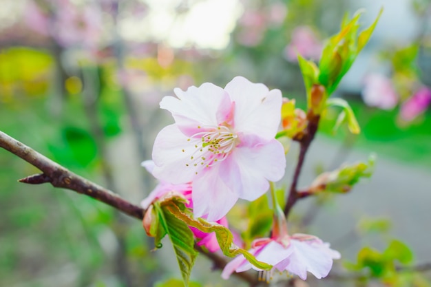 Sakura,pink cherry blossom in Japan on spring season.