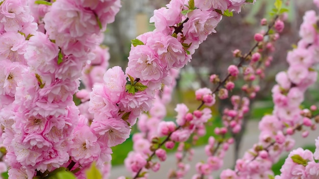 Sakura pink cherry blossom tree branch close up in garden Spring background