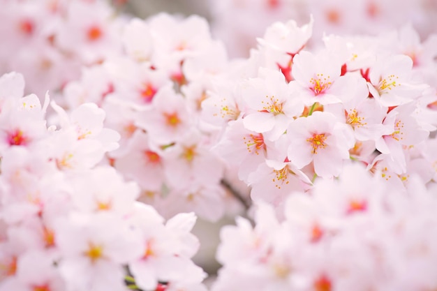 Sakura in pink