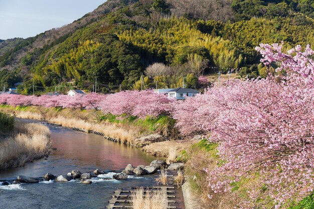 Sakura and river in kawazu