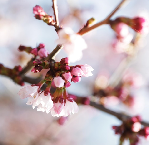 Sakura in the spring garden Pink flowers