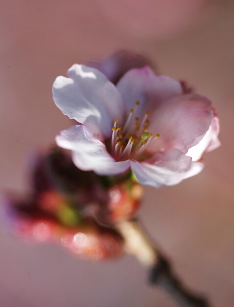 Photo sakura in the spring garden