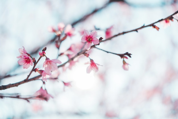 Sakura Thailand Cherry Blossom in Spring Beautiful Day Pink Flowers