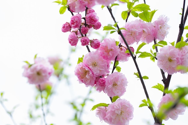 Sakura tree blossom in springtime tender pink flowers bathing in sunlight warm april weather Blooming sakura tree in spring internet springtime banner floral background